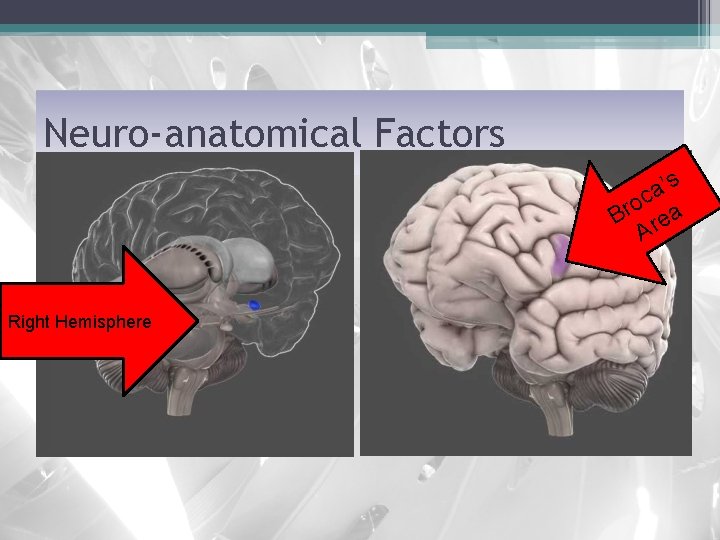 Neuro-anatomical Factors ’s a oc a r B re A Right Hemisphere 