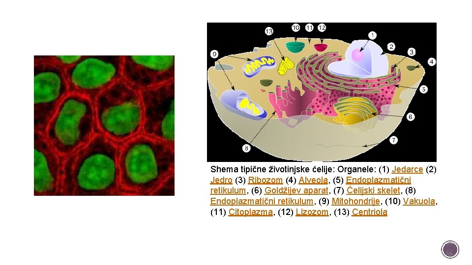 Shema tipične životinjske ćelije: Organele: (1) Jedarce (2) Jedro (3) Ribozom (4) Alveola, (5)