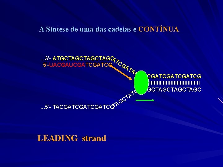 A Síntese de uma das cadeias é CONTÍNUA . . . 3’- ATGCTAGCTAGC AT