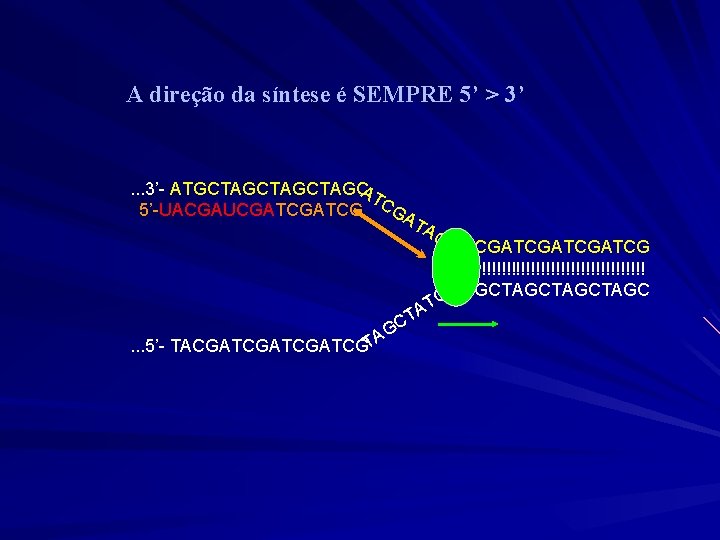 A direção da síntese é SEMPRE 5’ > 3’ . . . 3’- ATGCTAGCTAGC