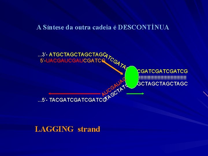 A Síntese da outra cadeia é DESCONTÍNUA . . . 3’- ATGCTAGCTAGC AT 5’-UACGAUCGATCG