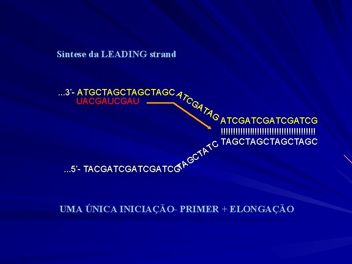 Síntese da LEADING strand . . . 3’- ATGCTAGCTAGC AT CG UACGAU AT .