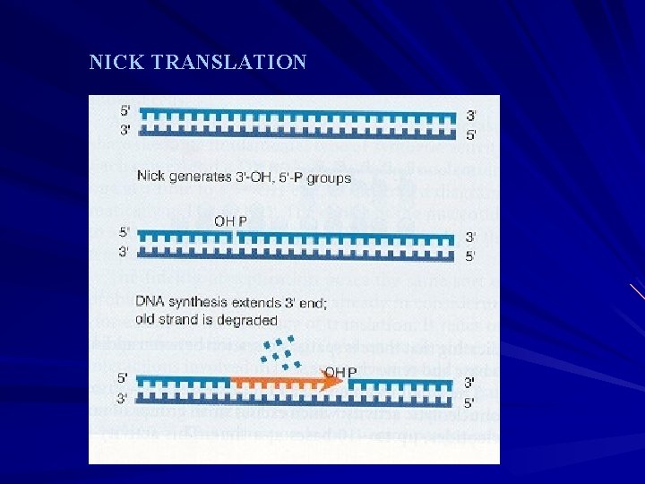 NICK TRANSLATION NICK TRANSLATION