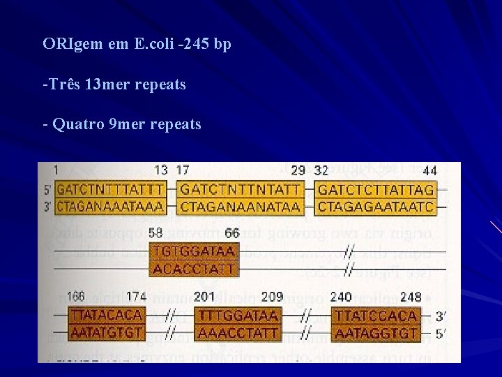 ORIgem em E. coli -245 bp -Três 13 mer repeats - Quatro 9 mer