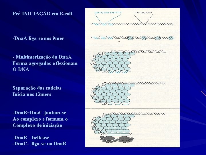 Pré-INICIAÇÃO em E. coli -Dna. A liga-se nos 9 mer - Multimerização da Dna.