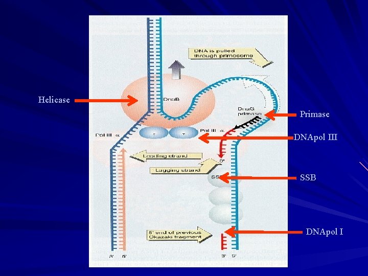 Helicase Primase DNApol III SSB DNApol I Helicase Primase DNApol III SSB DNApol I