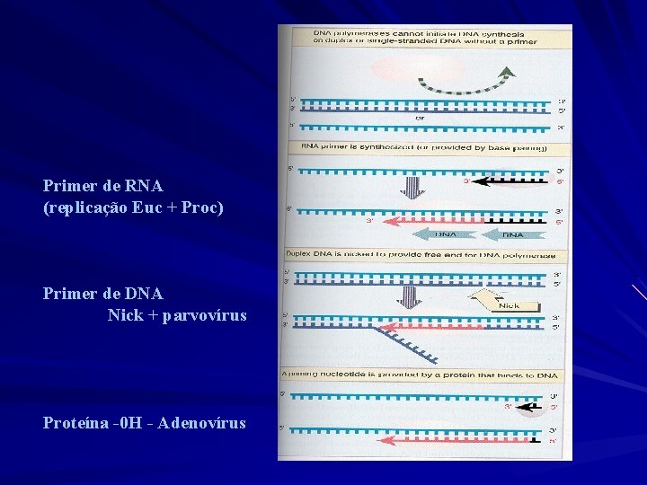 Primer de RNA (replicação Euc + Proc) Primer de DNA Nick + parvovírus Proteína