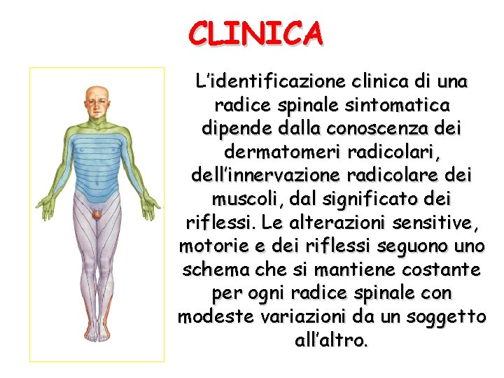 CLINICA L’identificazione clinica di una radice spinale sintomatica dipende dalla conoscenza dei dermatomeri radicolari,