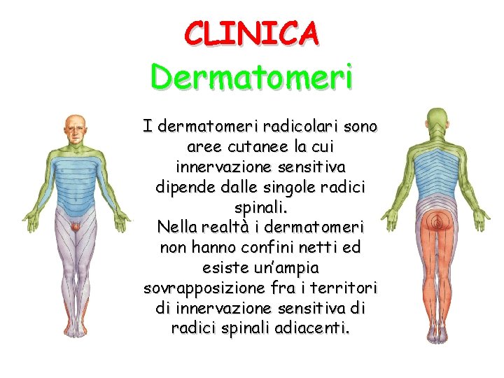 CLINICA Dermatomeri I dermatomeri radicolari sono aree cutanee la cui innervazione sensitiva dipende dalle