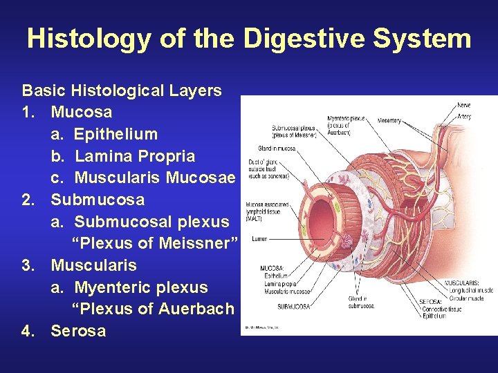 Histology of the Digestive System Basic Histological Layers 1. Mucosa a. Epithelium b. Lamina