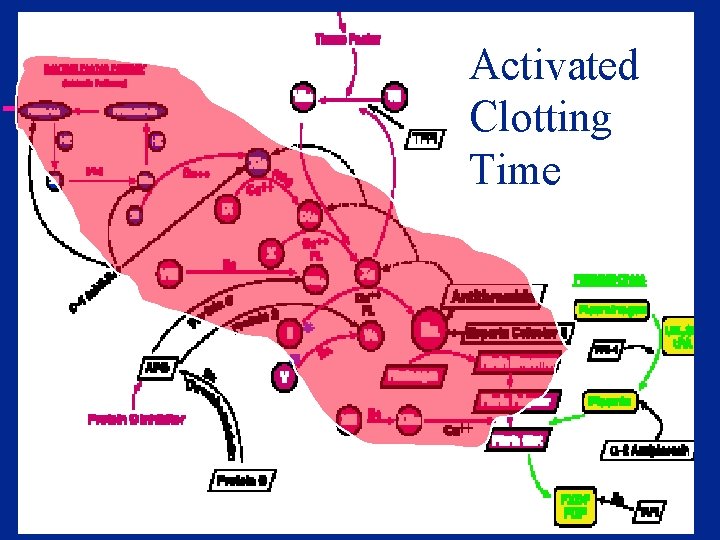 Activated Clotting Time 
