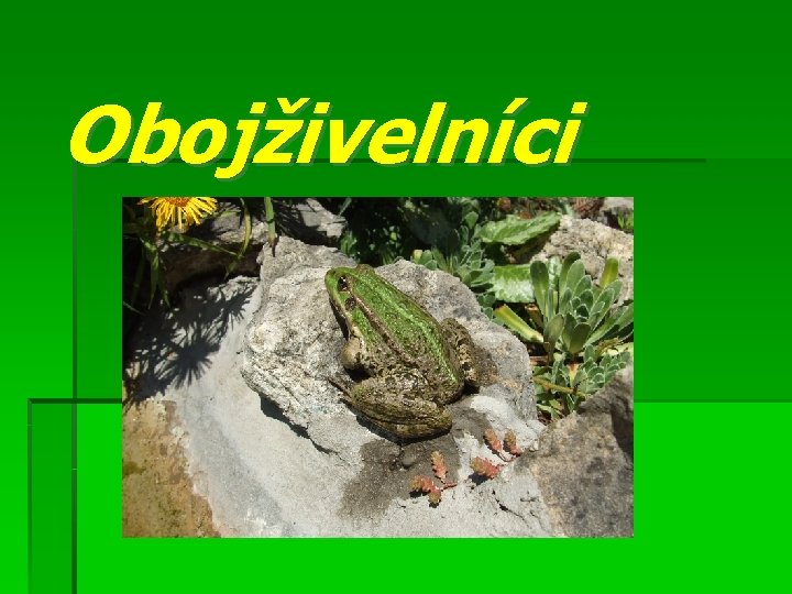 Obojživelníci 