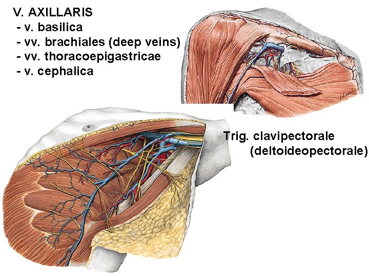 V. AXILLARIS - v. basilica - vv. brachiales (deep veins) - vv. thoracoepigastricae -