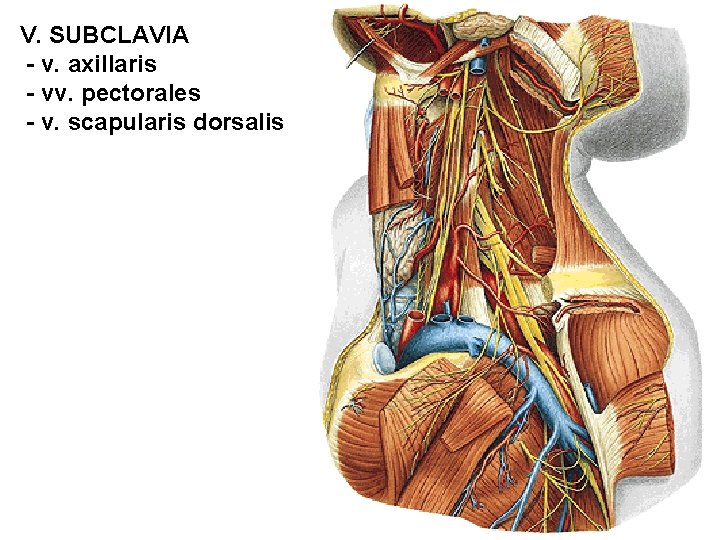 V. SUBCLAVIA - v. axillaris - vv. pectorales - v. scapularis dorsalis 