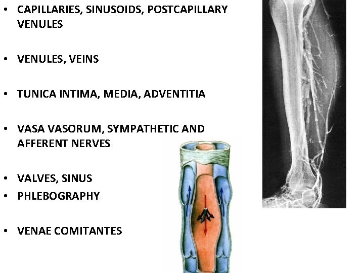  • CAPILLARIES, SINUSOIDS, POSTCAPILLARY VENULES • VENULES, VEINS • TUNICA INTIMA, MEDIA, ADVENTITIA