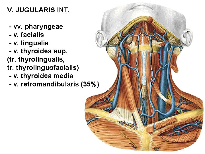 V. JUGULARIS INT. - vv. pharyngeae - v. facialis - v. lingualis - v.