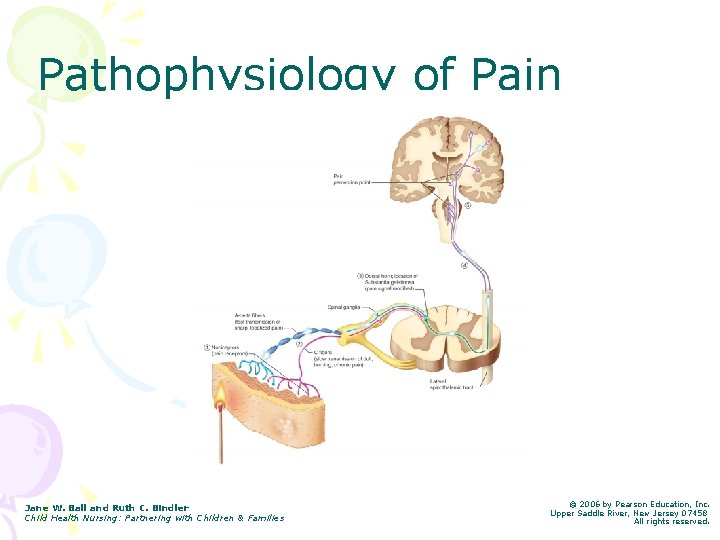 Pathophysiology of Pain Jane W. Ball and Ruth C. Bindler Child Health Nursing: Partnering