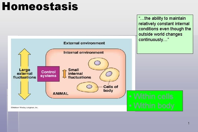 Homeostasis “…the ability to maintain relatively constant internal conditions even though the outside world