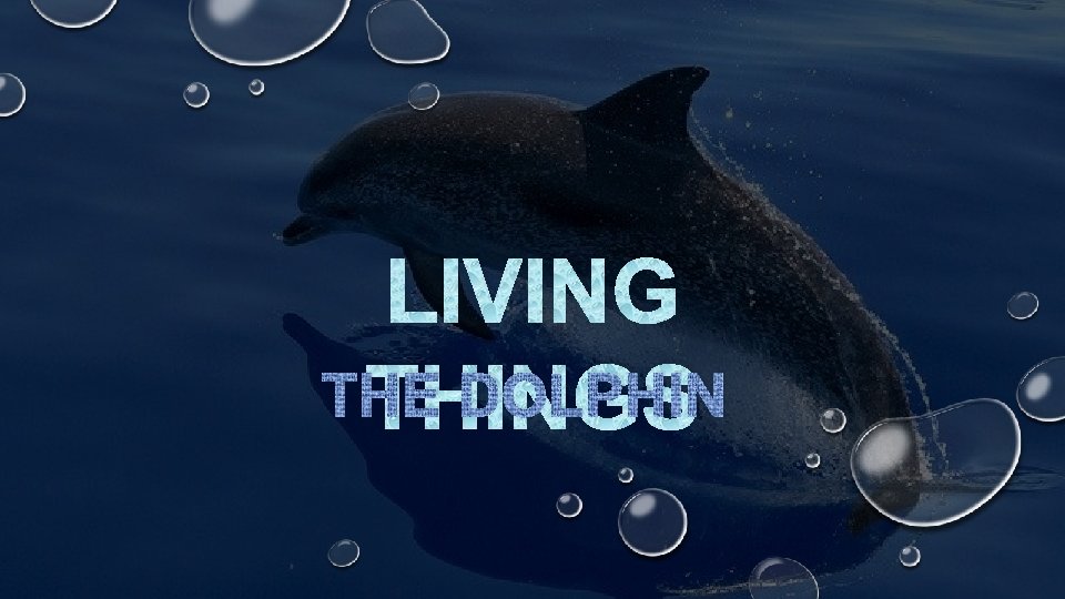 LIVING THE DOLPHIN THINGS 