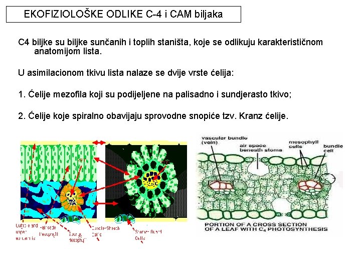 EKOFIZIOLOŠKE ODLIKE C-4 i CAM biljaka C 4 biljke sunčanih i toplih staništa, koje