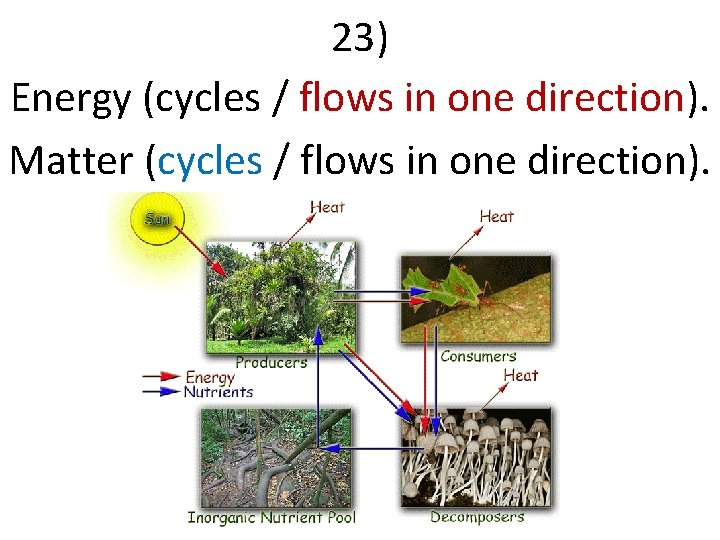 23) Energy (cycles / flows in one direction). Matter (cycles / flows in one