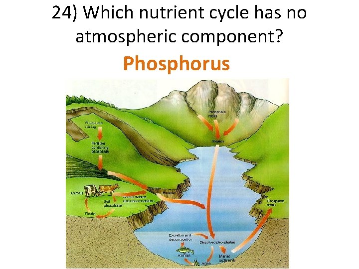 24) Which nutrient cycle has no atmospheric component? Phosphorus 