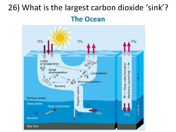 26) What is the largest carbon dioxide ‘sink’? The Ocean 