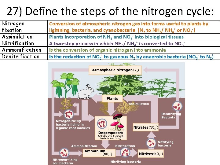 27) Define the steps of the nitrogen cycle: Nitrogen fixation Assimilation Nitrification Ammonification Denitrification