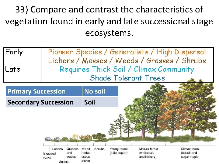 33) Compare and contrast the characteristics of vegetation found in early and late successional
