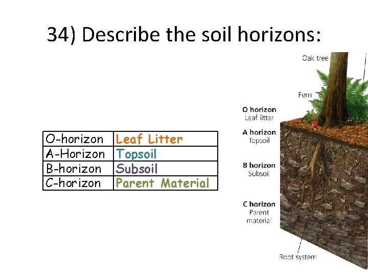34) Describe the soil horizons: O-horizon A-Horizon B-horizon C-horizon Leaf Litter Topsoil Subsoil Parent