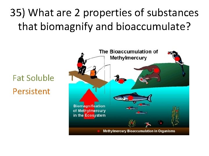 35) What are 2 properties of substances that biomagnify and bioaccumulate? Fat Soluble Persistent