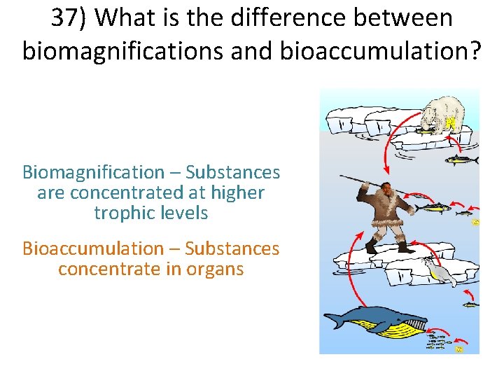 37) What is the difference between biomagnifications and bioaccumulation? Biomagnification – Substances are concentrated