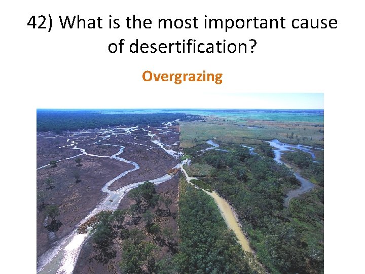 42) What is the most important cause of desertification? Overgrazing 