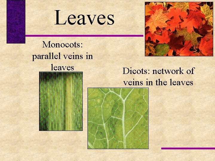 Leaves Monocots: parallel veins in leaves Dicots: network of veins in the leaves 