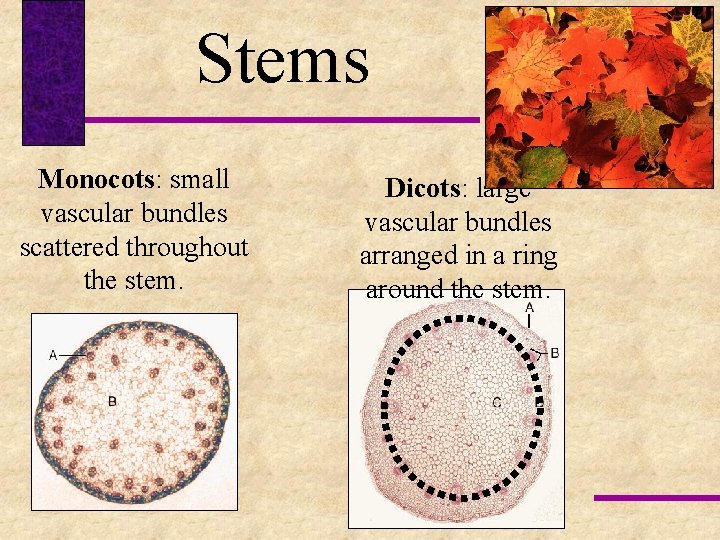 Stems Monocots: small vascular bundles scattered throughout the stem. Dicots: large vascular bundles arranged