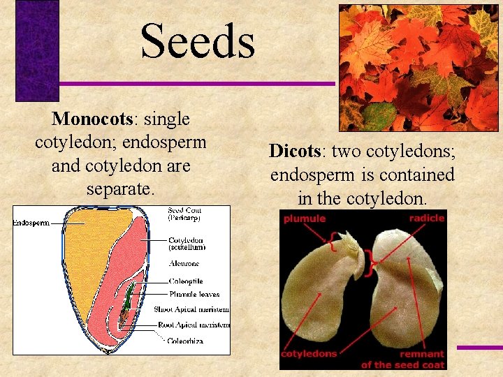 Seeds Monocots: single cotyledon; endosperm and cotyledon are separate. Dicots: two cotyledons; endosperm is