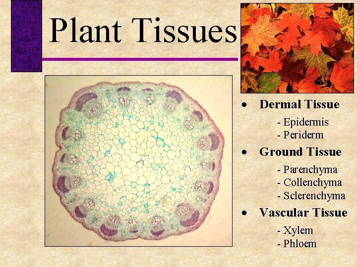 Plant Tissues Dermal Tissue - Epidermis - Periderm Ground Tissue - Parenchyma - Collenchyma