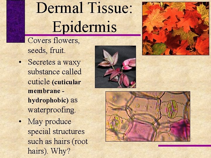 Dermal Tissue: Epidermis • Covers flowers, seeds, fruit. • Secretes a waxy substance called