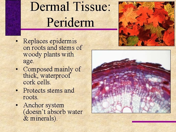 Dermal Tissue: Periderm • Replaces epidermis on roots and stems of woody plants with