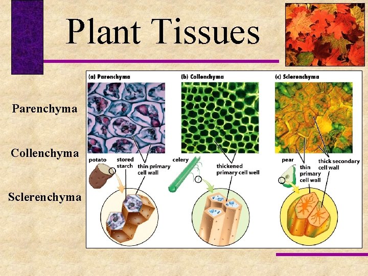 Plant Tissues Parenchyma Collenchyma Sclerenchyma 