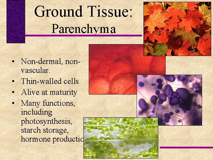 Ground Tissue: Parenchyma • Non-dermal, nonvascular. • Thin-walled cells • Alive at maturity •