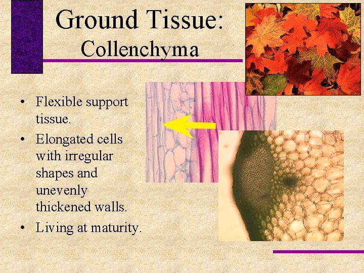 Ground Tissue: Collenchyma • Flexible support tissue. • Elongated cells with irregular shapes and