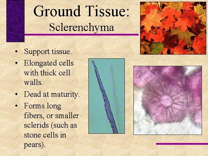 Ground Tissue: Sclerenchyma • Support tissue. • Elongated cells with thick cell walls. •