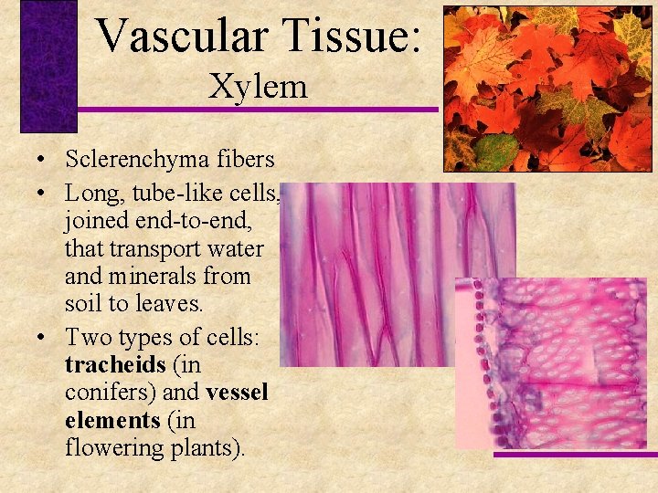 Vascular Tissue: Xylem • Sclerenchyma fibers • Long, tube-like cells, joined end-to-end, that transport