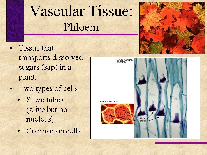 Vascular Tissue: Phloem • Tissue that transports dissolved sugars (sap) in a plant. •
