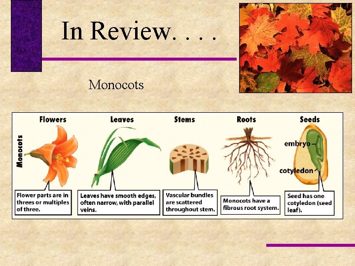 In Review. . Monocots 