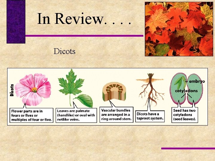 In Review. . Dicots 