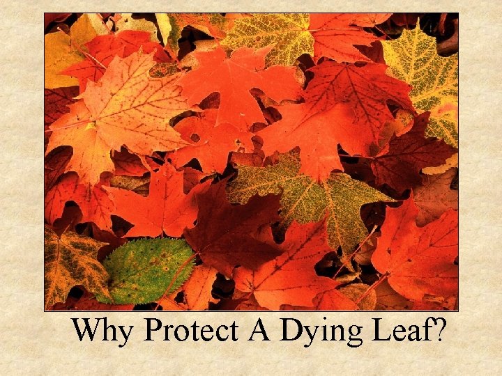 Why Protect A Dying Leaf? 