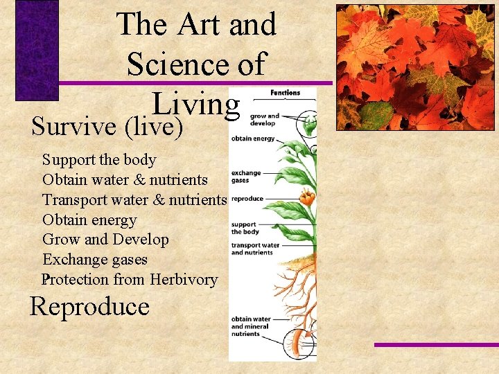 The Art and Science of Living Survive (live) Support the body Obtain water &