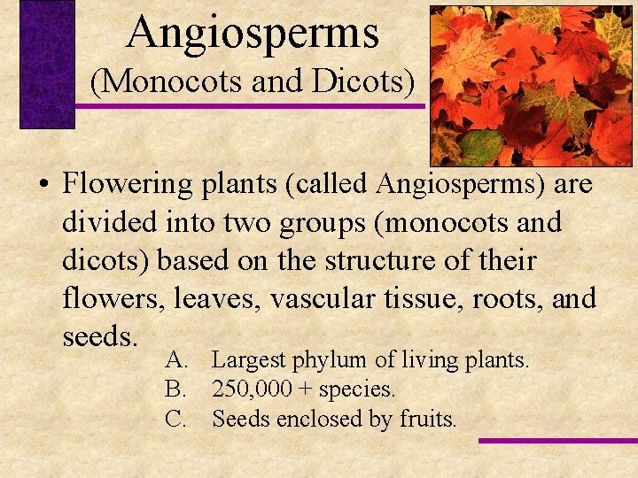 Angiosperms (Monocots and Dicots) • Flowering plants (called Angiosperms) are divided into two groups